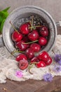 Cherry basket. Cherry tree branch. fresh ripe cherries. Sweet cherries in garden Royalty Free Stock Photo
