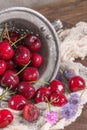 Cherry basket. Cherry tree branch. fresh ripe cherries. Sweet cherries in garden Royalty Free Stock Photo