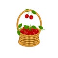 Cherry in basket wicker with a vine. Red fruit art design elements object isolated stock vector illustration