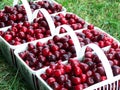 Cherry Baskets