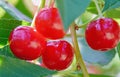 The cherry is a beautiful berry appetizing the mouth watered