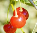 The cherry is a beautiful berry appetizing the mouth watered