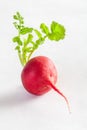 Cherry Belle Radish