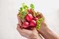 Cherry Belle Radish Royalty Free Stock Photo