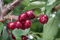 Cherry berries with water drops on branch of cherry tree Royalty Free Stock Photo