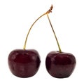 Cherry berries on a white background. Isolate from two cherries on a branch Royalty Free Stock Photo