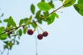 Cherry berry   on the branches of a tree. a small, round stone fruit that is typically bright or dark red Royalty Free Stock Photo