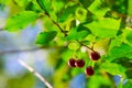 Cherry berry on   the branches of a tree. a small, round stone fruit that is typically bright or dark red Royalty Free Stock Photo