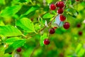 Cherry berry on the branches of a tree. a small, round stone fruit that is typically bright or dark red