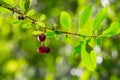 Cherry   berry on the branches of a tree. a small, round stone fruit that is typically bright or dark red Royalty Free Stock Photo