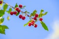 Cherry berry   on the branches of a tree. a small, round stone fruit that is typically bright or dark red Royalty Free Stock Photo