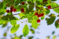 Cherry  berry on the branches of a tree. a small, round stone fruit that is typically bright or dark red Royalty Free Stock Photo