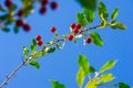 Cherry berry on   the branches of a tree. a small, round stone fruit that is typically bright or dark red Royalty Free Stock Photo