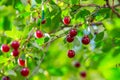 Cherry berry on the branches  of a tree. a small, round stone fruit that is typically bright or dark red Royalty Free Stock Photo