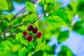 Cherry berry on t he branches of a tree. a small, round stone fruit that is typically bright or dark red Royalty Free Stock Photo