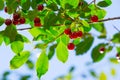 Cherry berry on the branches   of a tree. a small, round stone fruit that is typically bright or dark red Royalty Free Stock Photo
