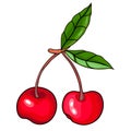 Cherry berry colorful hand drawing. Cherry hand drawn image for food, vector.