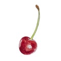 Cherry, Berry on isolated white background, watercolor illustration. Royalty Free Stock Photo