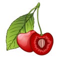 Cherry, berry in the section with a bone. Painted graphic , cartoon. Vector illustration