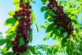 cherry big berries with sunlight foliage on tree branch Royalty Free Stock Photo