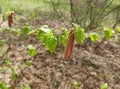 Cherry birch catkins close-up. Birch blossom in spring Royalty Free Stock Photo