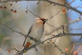 cherry bird sitting on the twigs among the small berries