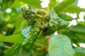 Cherry Black Aphid Royalty Free Stock Photo