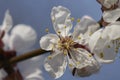 Cherry bloom Royalty Free Stock Photo