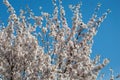 Cherry bloom in spring London, UK Royalty Free Stock Photo