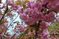 Cherry bloom at springtime. Vivid pink colour