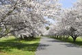 Cherry bloom street Royalty Free Stock Photo