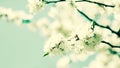 Cherry blooming, beauty spring backgrounds