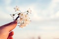 Cherry blooming branch in a hand over sky background. Spring come. Cherry blossom time. Spring weather. Beauty, lifestyle and Royalty Free Stock Photo