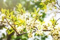 Cherry blooming branches in sun rays with gentle blurred background