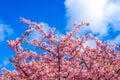 Cherry blooming with clear blue sky in background