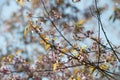 Cherry blooming at Doi Angkhang, Thailand. In Thailand we call 'Nang Paya Sua Krong' it mean 'Queen