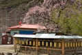 Cherry Blooming,Nyingchi,Tibet Royalty Free Stock Photo