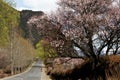 Cherry Blooming,Nyingchi,Tibet Royalty Free Stock Photo