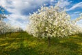 Cherry blooming orchard with dandelions Royalty Free Stock Photo