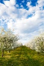 Cherry blooming orchard with dandelions Royalty Free Stock Photo