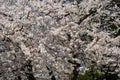 Cherry blossom tree closup USA Royalty Free Stock Photo
