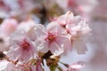 Cherry bloosoms in full bloom/March landscape in japan