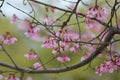 Cherry bloosoms in full bloom/March landscape in japan