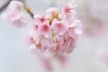 Cherry bloosoms in full bloom/March landscape in japan