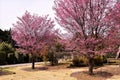 Cherry bloosoms in full bloom/March landscape in japan