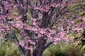 Cherry bloosoms in full bloom/March landscape in japan