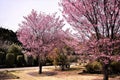 Cherry bloosoms in full bloom/March landscape in japan