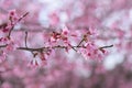 Cherry bloosoms in full bloom/March landscape in japan