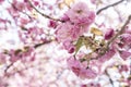 Cherry Blosoms in the spring Royalty Free Stock Photo