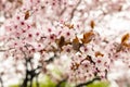 Cherry Blosoms in the spring Royalty Free Stock Photo